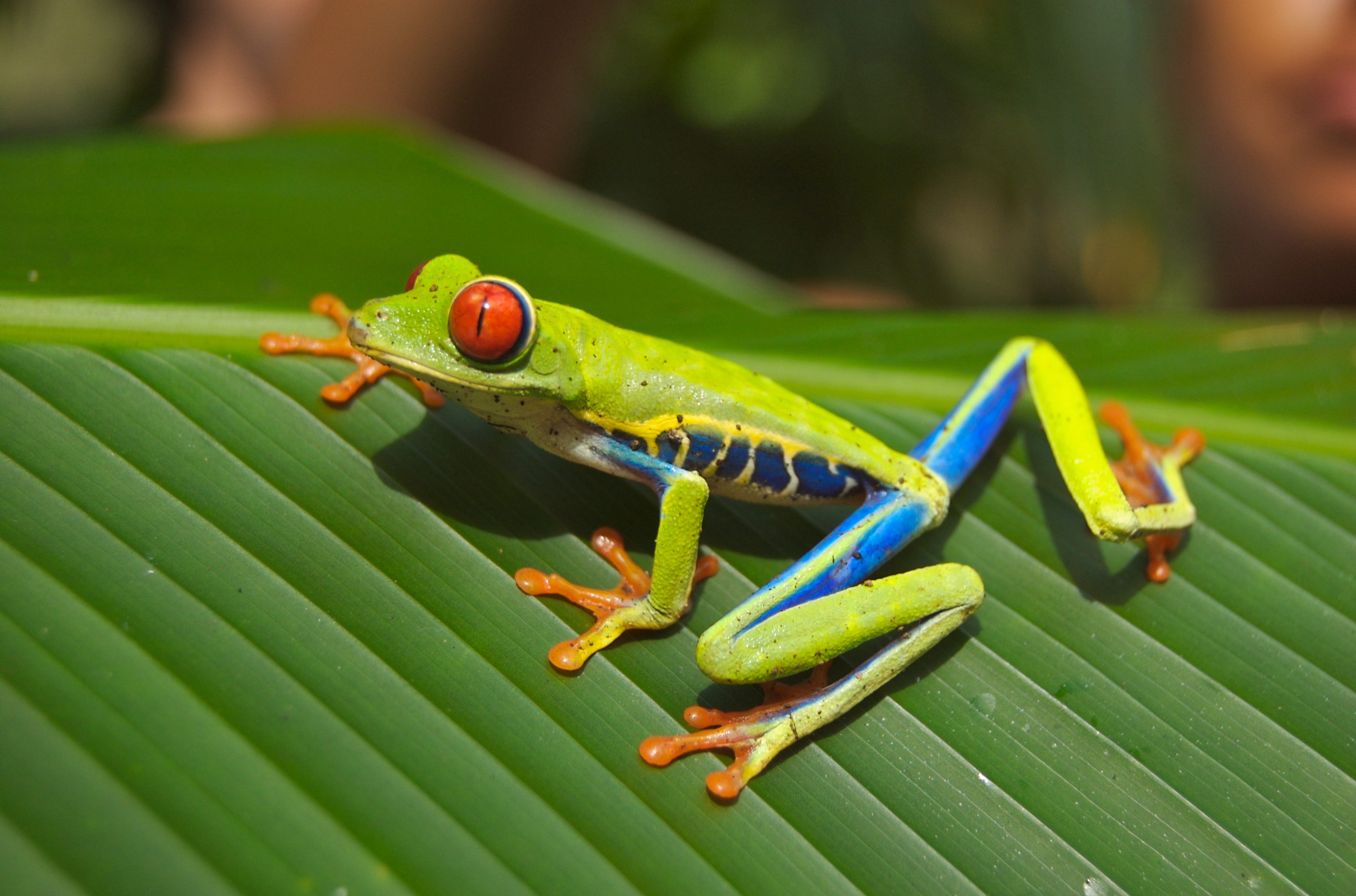 red eyed tree frog
